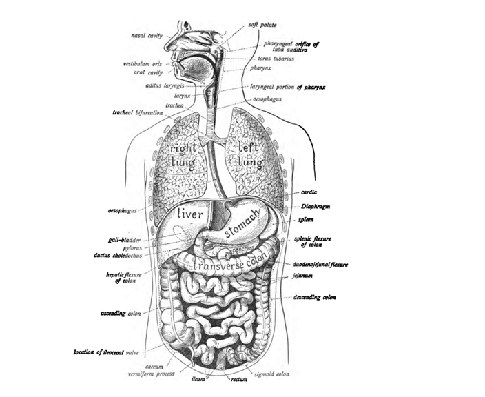 Acțiunea diferitelor organe implicate în digestie – medicina chineză